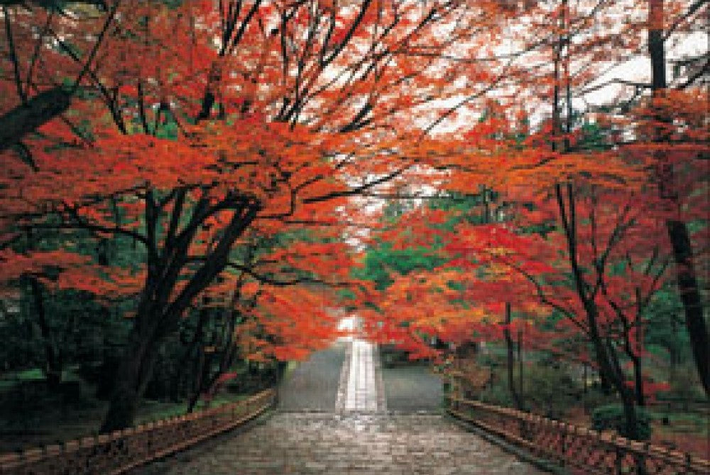 hm-100-237-autumn-path-2-1000-pieces-jigsaw-puzzle