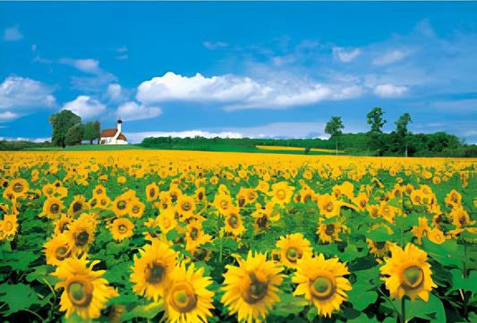 HM 100-257　Sea of Sunflowers　1000 Pieces Jigsaw Puzzle