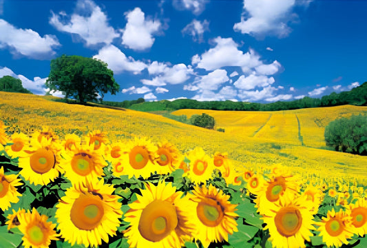 HM 100-268　Sunflower (4)　1000 Pieces Jigsaw Puzzle