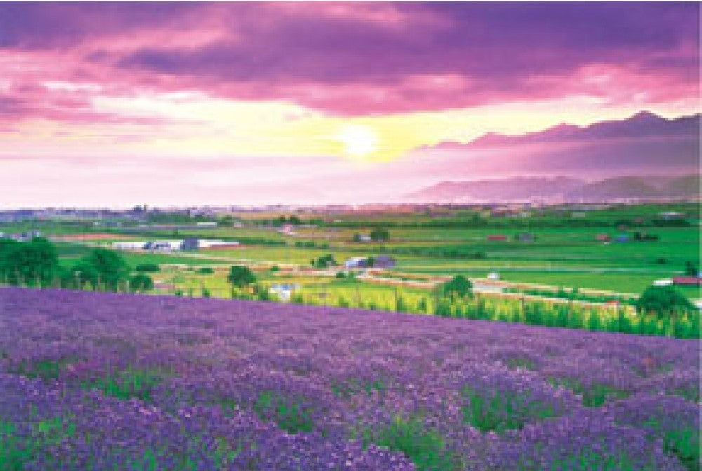 hm-1000-168-lavender-grassland-hokkaido-1000-pieces-jigsaw-puzzle