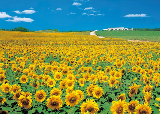 HM 52-584　Sunflower (1)　520 Pieces Jigsaw Puzzle