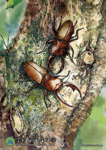 hundred-pictures-hpy0108-007-a-summer-stag-beetle-108-pieces-jigsaw-puzzle