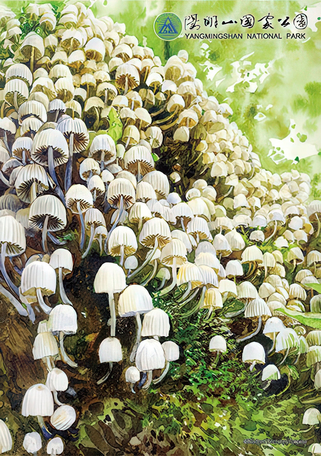 hundred-pictures-hpy0108-008-mushrooms-of-yangmingshan-108-pieces-jigsaw-puzzle