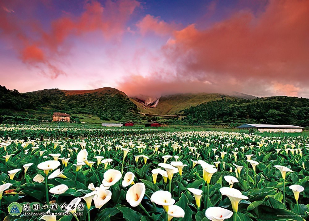 hundred-pictures-hpy0520-011-scenery-blooming-alocasia-yangmingshan-520-pieces-jigsaw-puzzle