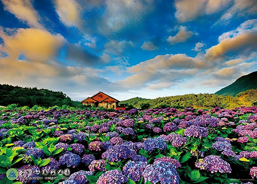 hundred-pictures-hpy0520-012-scenery-sea-of-hydrangea-yangmingshan-520-pieces-jigsaw-puzzle