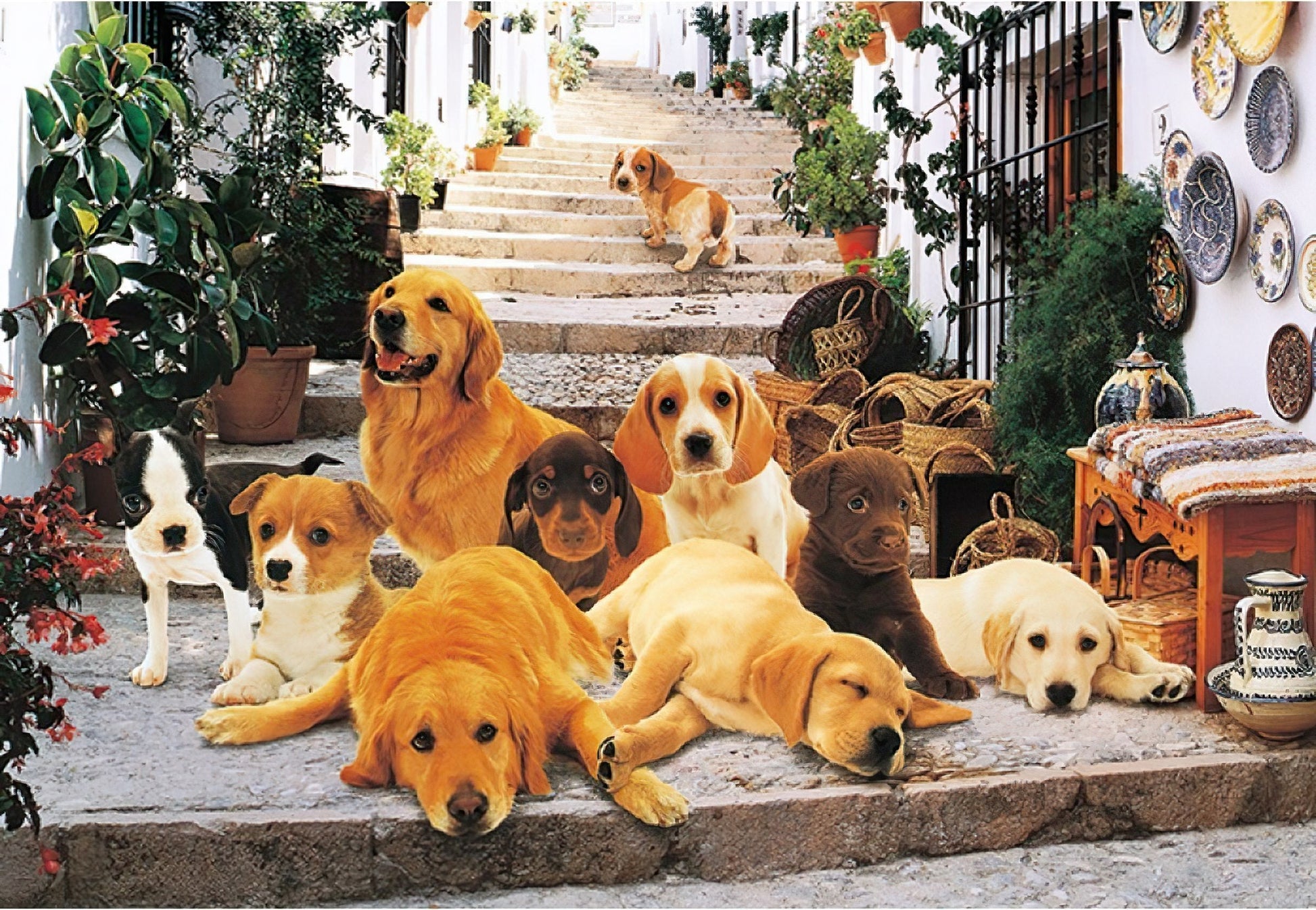 p2art-24-038-animal-dog-collection-204-pieces-jigsaw-puzzle