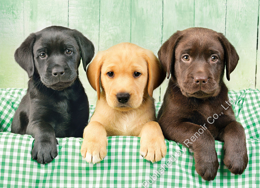 renoir-cl-1000-39279-animal-three-labradors-1000-pieces-jigsaw-puzzle