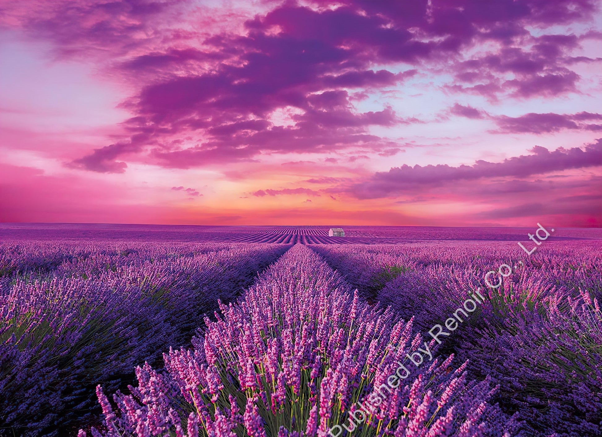 renoir-cl-1000-39606-flower-lavender-field-1000-pieces-jigsaw-puzzle