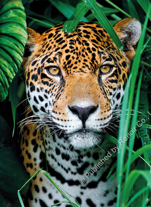 Renoir CL-500-35127　Animal • Jaguar in the Jungle　500 Pieces Jigsaw Puzzle