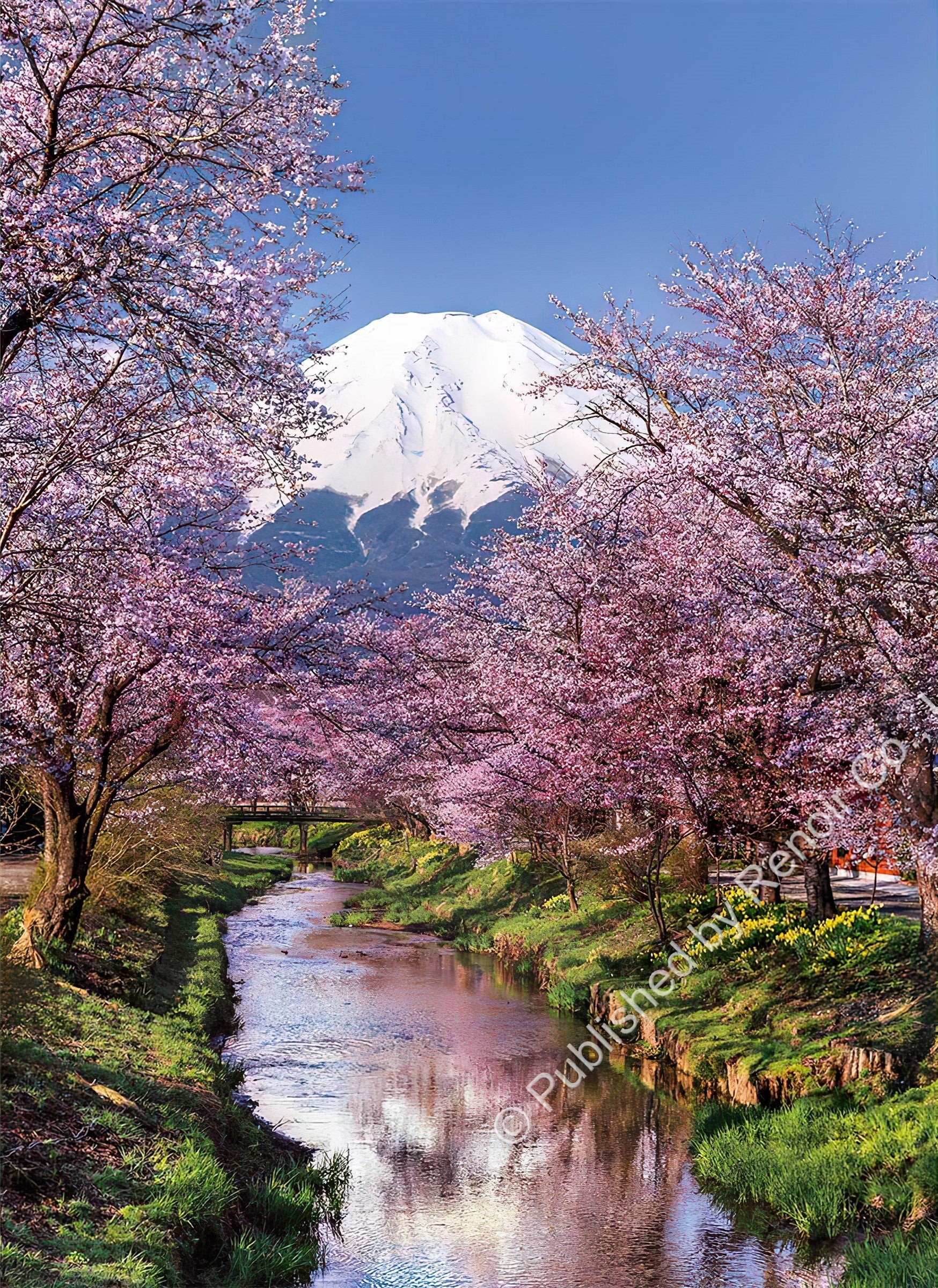 renoir-cl-500-98277-scenery-sakura-and-mount-fuji-japan-500-pieces-jigsaw-puzzle