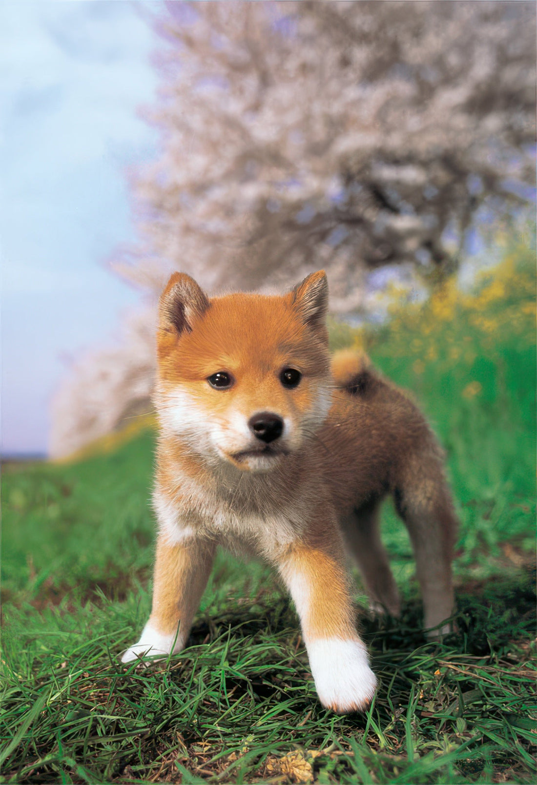 yanoman-01-2071-i'm-a-shiba-inu!-108-pieces-jigsaw-puzzle