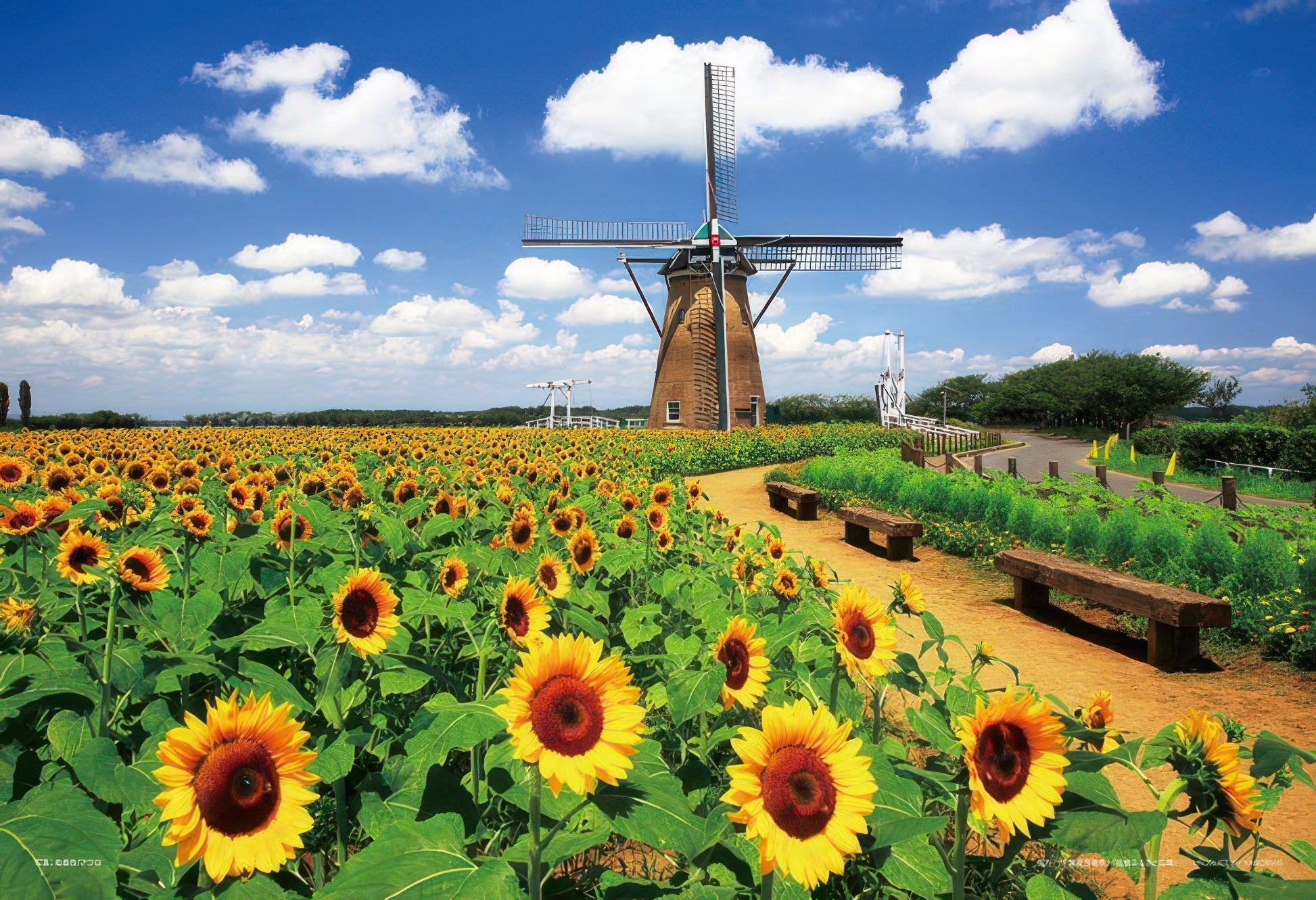 yanoman-01-2082-dutch-windmills-and-sunflowers-(chiba)-108-pieces-jigsaw-puzzle