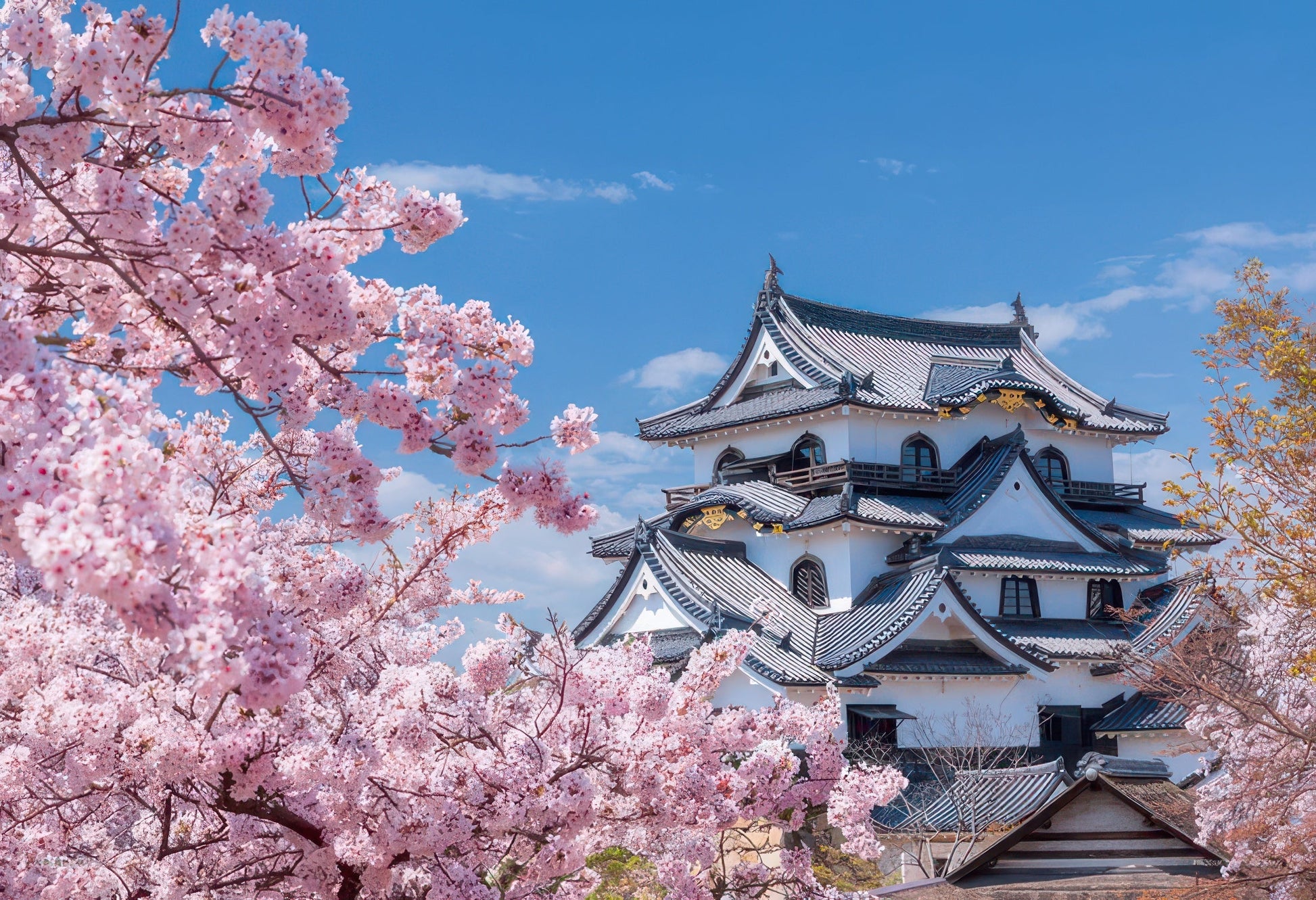 yanoman-01-2087-national-treasure-hikone-castle-and-cherry-blossoms-(shiga)-108-pieces-jigsaw-puzzle