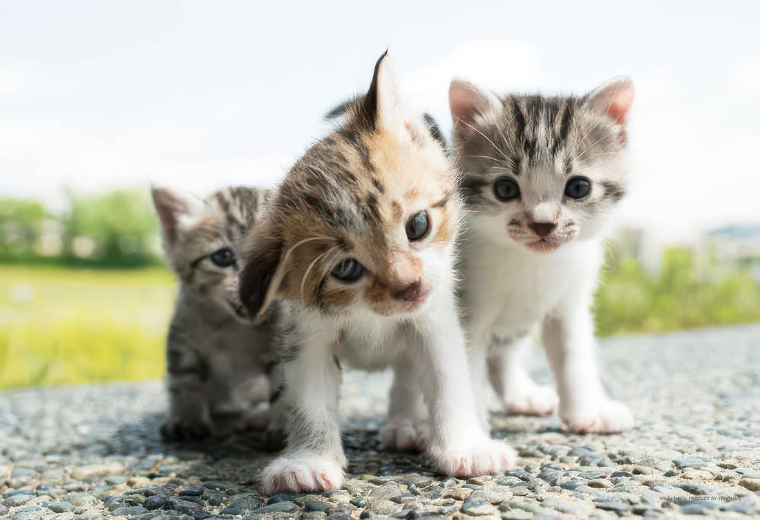 yanoman-01-2094-why,-why?-108-pieces-jigsaw-puzzle