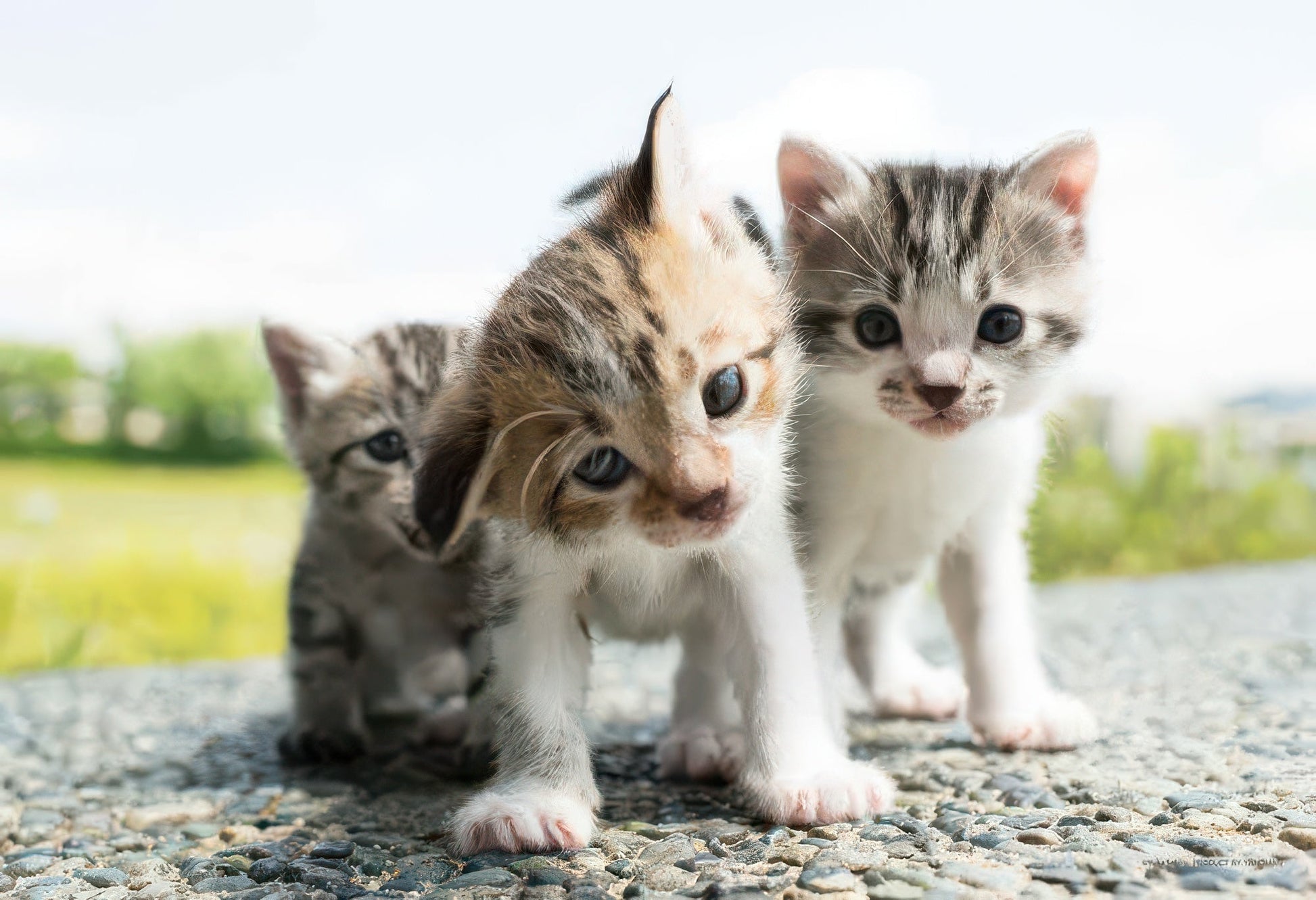 yanoman-01-2094-why,-why?-108-pieces-jigsaw-puzzle