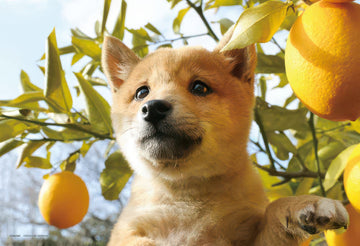 yanoman-01-2095-sniff-sniff!-it-smells-good-108-pieces-jigsaw-puzzle