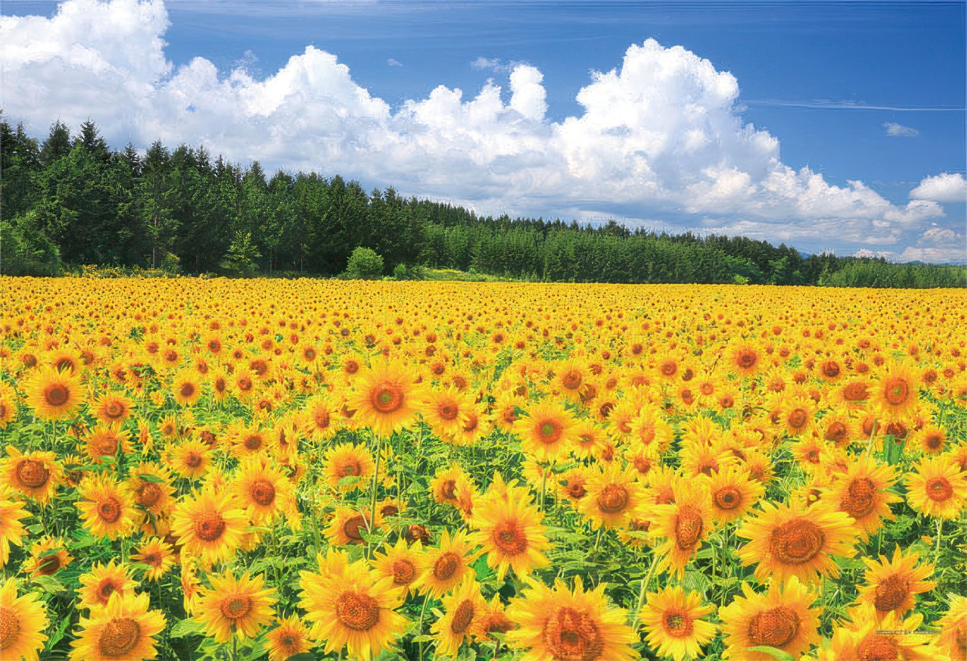 yanoman-03-872-scenery-sunflower-field-of-biei-hokkaido-300-pieces-jigsaw-puzzle