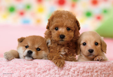 yanoman-03-873-we're-friends-(toy-poodle,-dachshund-&-shiba-inu)-300-pieces-jigsaw-puzzle