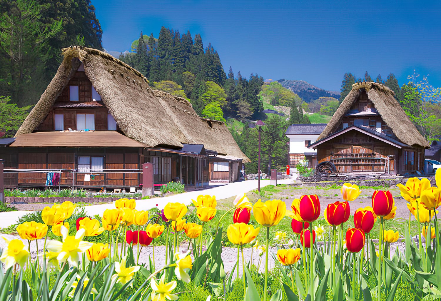 Yanoman • Japan • House with Thatched Roof and Tulips, Gifu　300 PCS　Jigsaw Puzzle