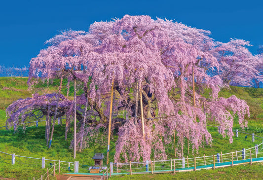 Yanoman 03-949　Scenery • Miharu Takizakura in Full Bloom, Fukushima)　300 Pieces Jigsaw Puzzle