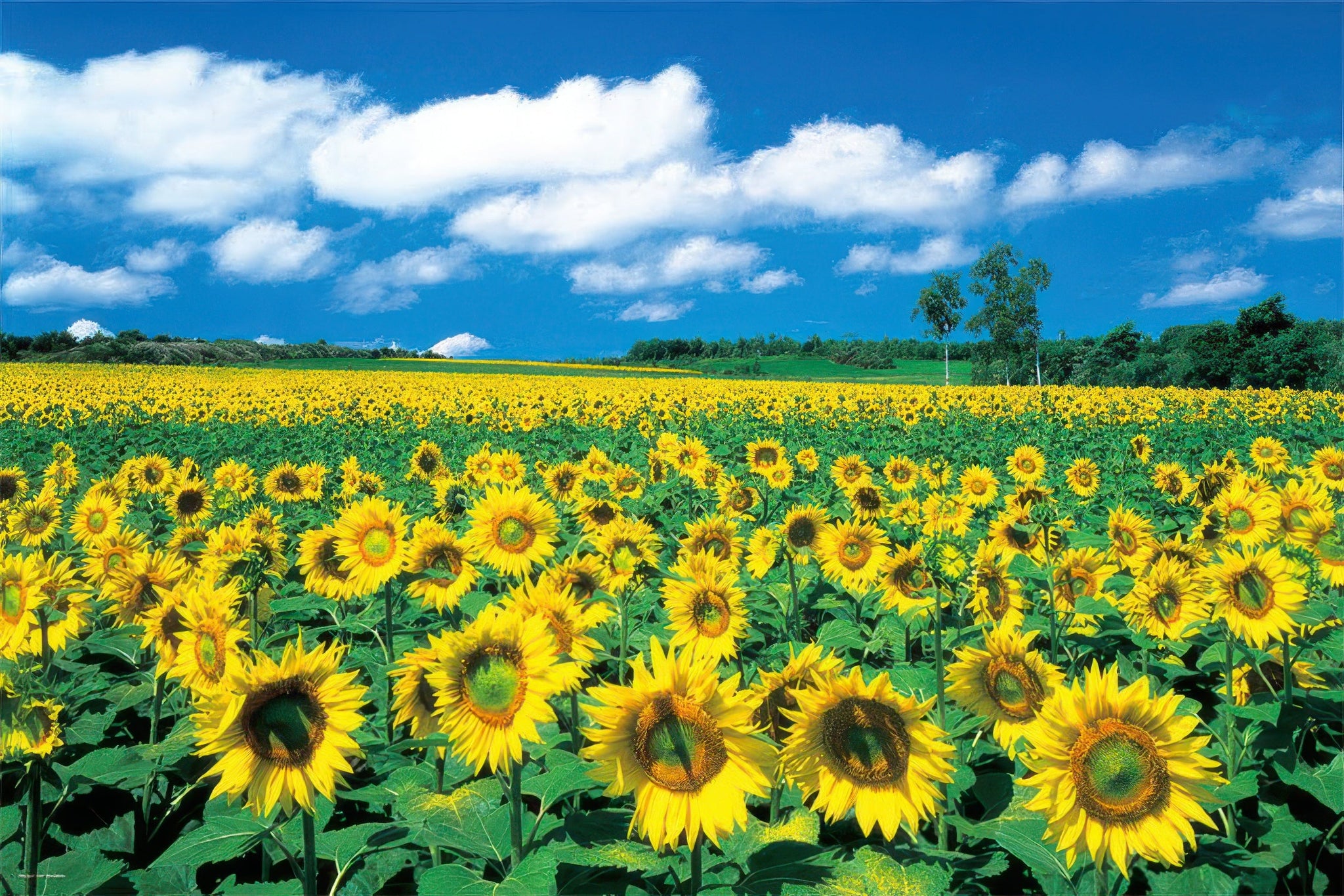 yanoman-10-1318-scenery-les-soleil-hokkaido-1000-pieces-jigsaw-puzzle