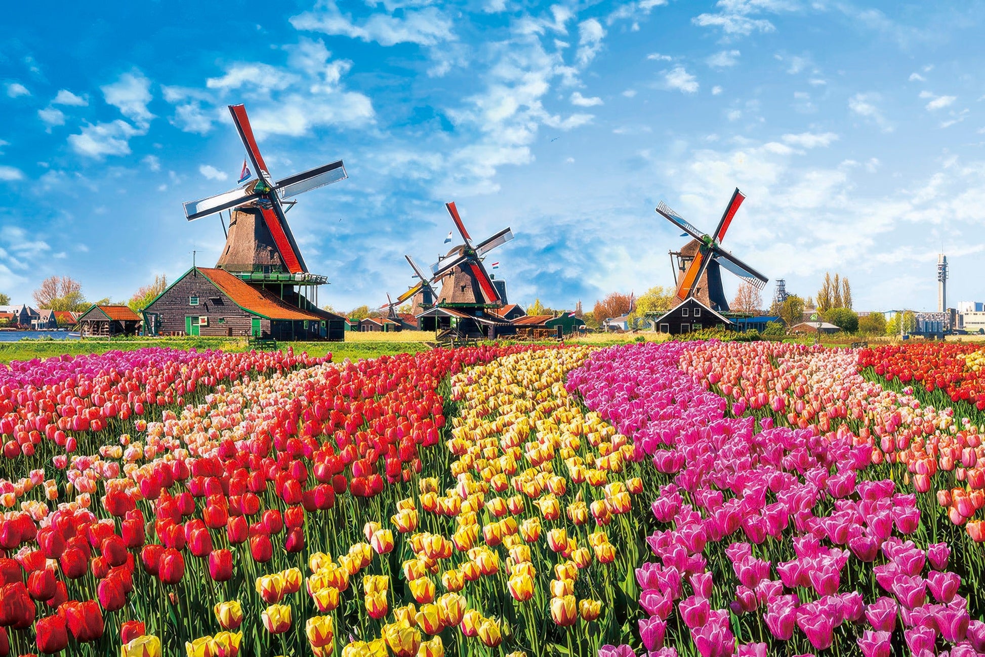 yanoman-10-1342-scenery-tulips-and-windmills-netherlands-1000-pieces-jigsaw-puzzle