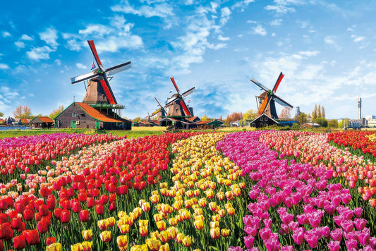 Yanoman 10-1342　Scenery • Tulips and Windmills, Netherlands　1000 Pieces Jigsaw Puzzle