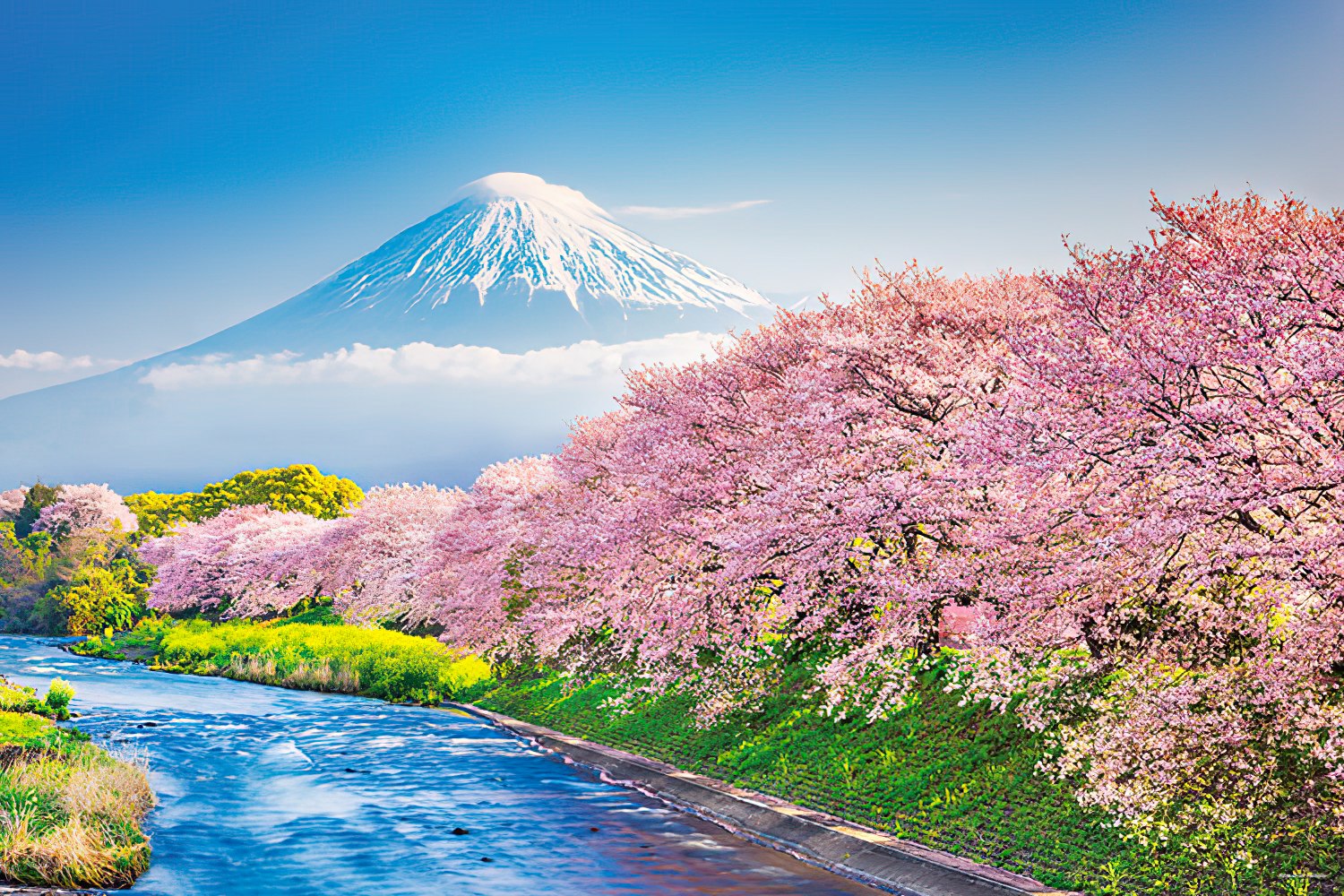 Yanoman â€¢ Japan â€¢ Row of Sakura Trees in Spring and Mt. Fuji, Shizuokaã€€1000 PCSã€€Jigsaw Puzzle