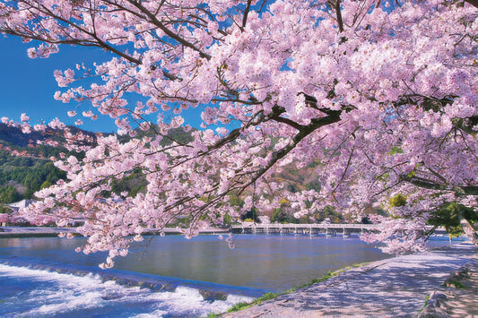 Yanoman 10-1388　Scenery • Full-bloom Sakura at Arashiyama, Kyoto　1000 Pieces Jigsaw Puzzle