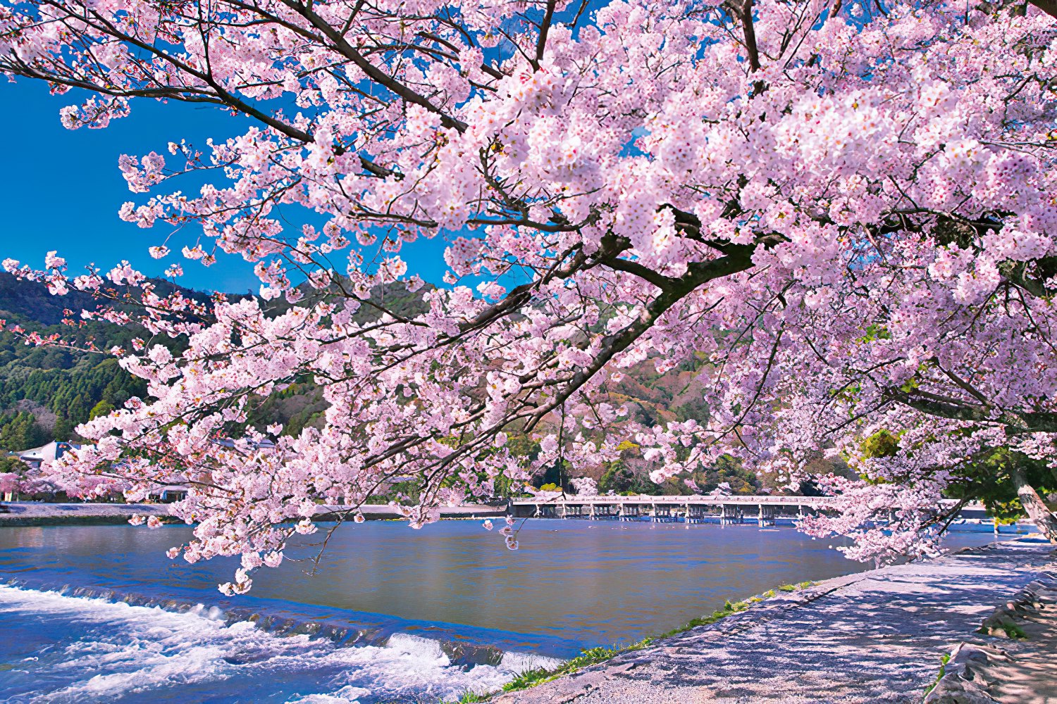 Yanoman • Japan • Full-bloom Sakura at Arashiyama, Kyoto　1000 PCS　Jigsaw Puzzle