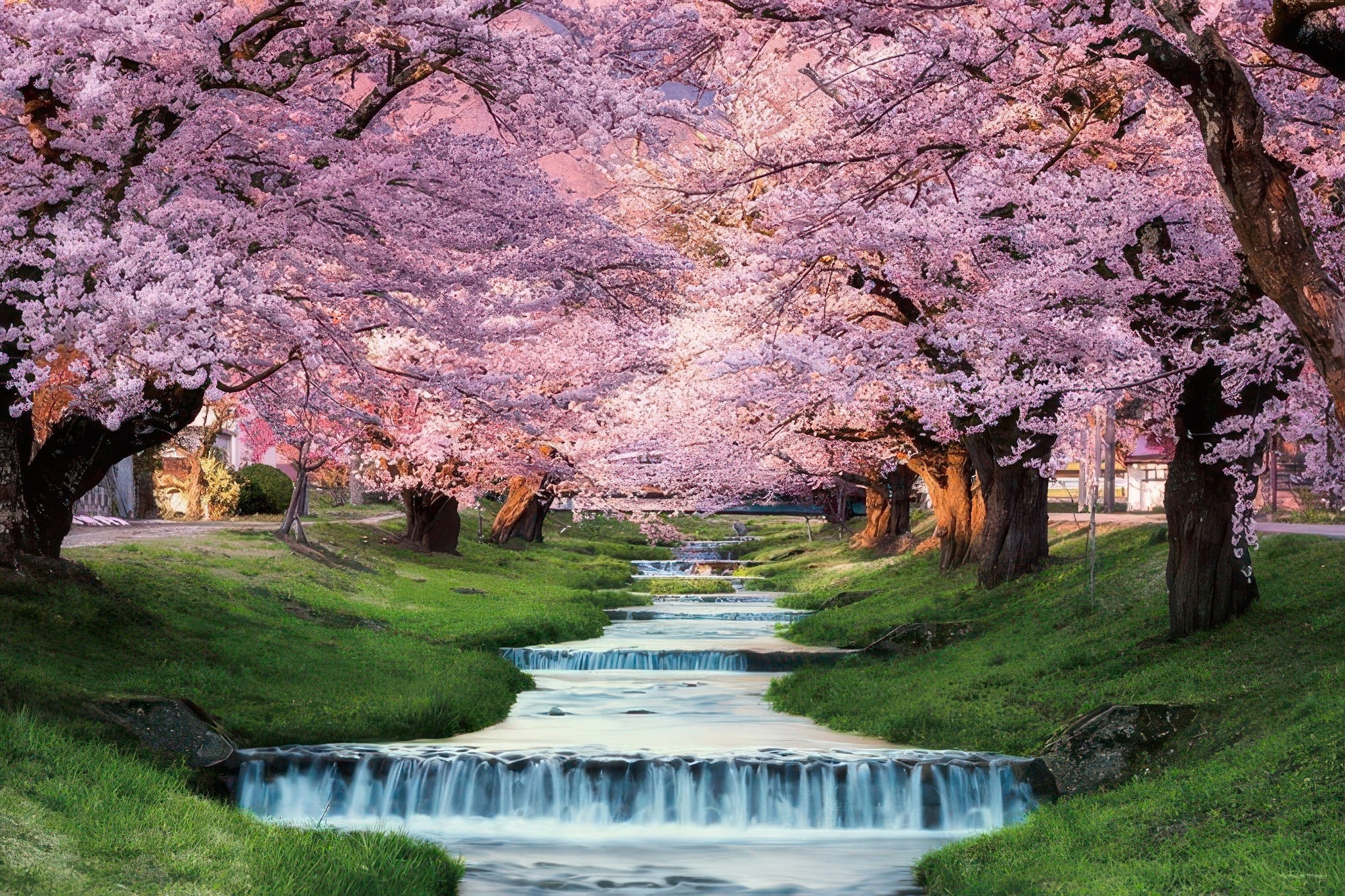 yanoman-10-1410-scenery-kannonji-river-sakura-fukushima-1000-pieces-jigsaw-puzzle