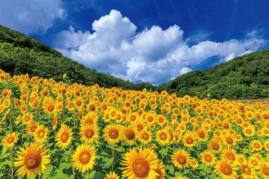 Yanoman 10-1421　Scenery • Summer Sky and Sunflowers, Mie　1000 Pieces Jigsaw Puzzle