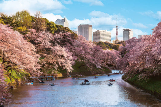 Yanoman 10-1436　Scenery • Sakura Viewing at Chidorigafuchi Park, Tokyo　1000 Pieces Jigsaw Puzzle