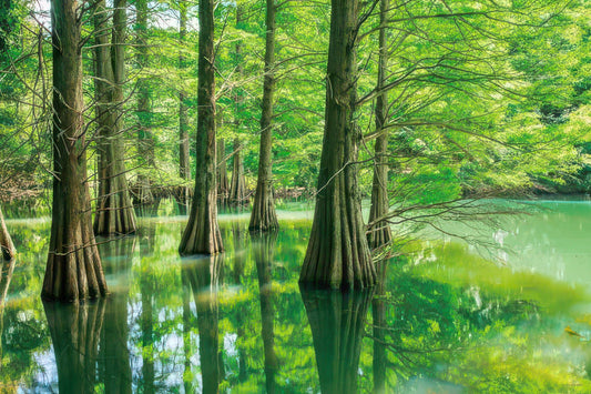 Yanoman 10-1440　Scenery • Fallen Pine at Mysterious Forest, Fukuoka　1000 Pieces Jigsaw Puzzle