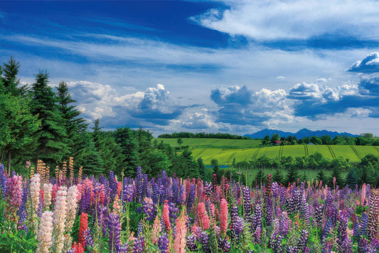 Yanoman 10-1466　Scenery • Early Summer Breeze of Kamifurano, Hokkaido　1000 Pieces Jigsaw Puzzle