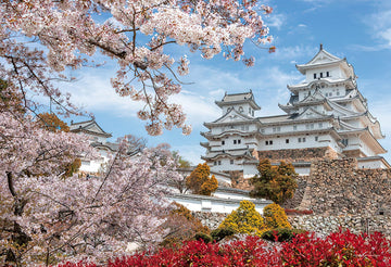 Yanoman • Japan • Himeji Castle and Blooming Sakura, Hyogo　1000 PCS　Jigsaw Puzzle
