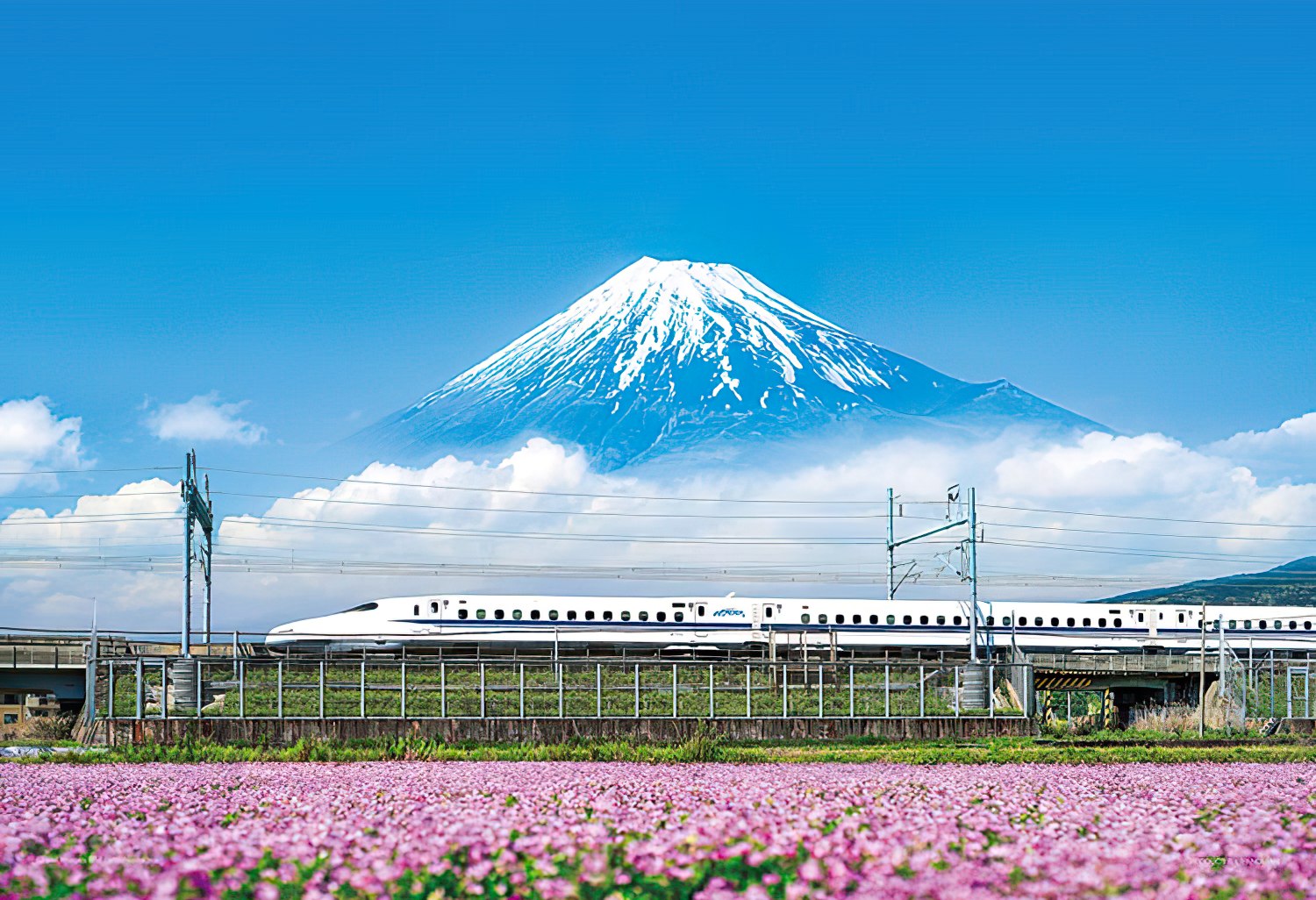 Yanoman • Japan • Astragalus and Mt Fuji, Shizuoka　500 PCS　Jigsaw Puzzle