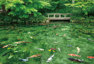 Yanoman • Japan • Dancing Color Monet's Pond, Gifu　500 PCS　Jigsaw Puzzle