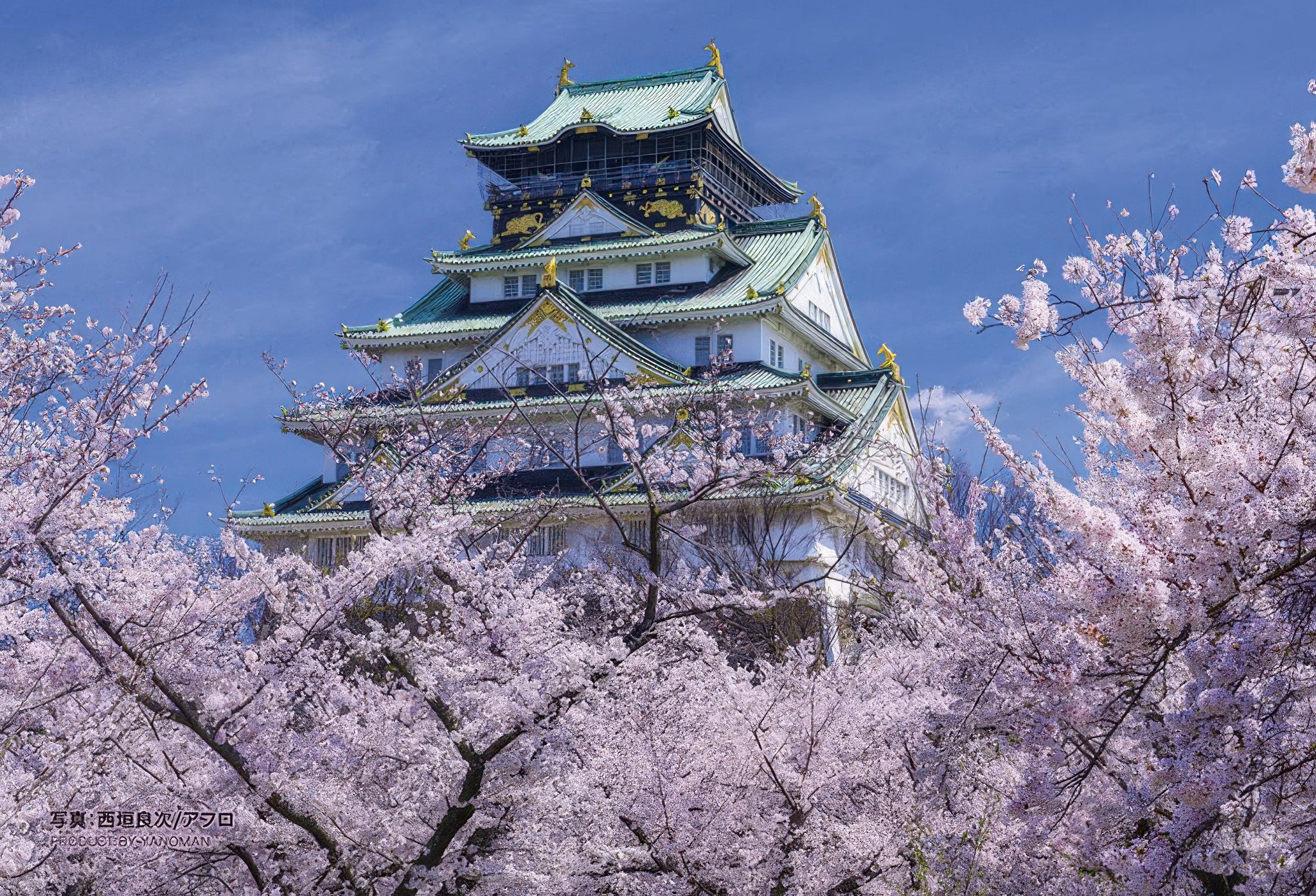 yanoman-97-309-osaka-castle-keep-in-full-bloom-70-pieces-jigsaw-puzzle
